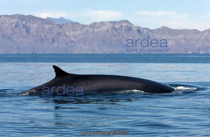 : Fin Whale - appearing above water : Fin Whale - appearing above water