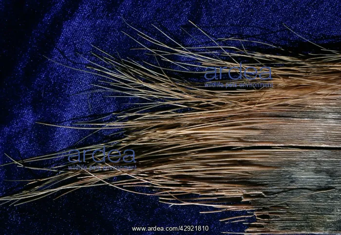 : Fin Whale - Balaan close-up : Fin Whale - Balaan close-up