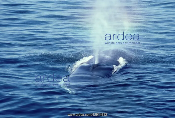 : FIN WHALE - BLOWHOLE : FIN WHALE - BLOWHOLE