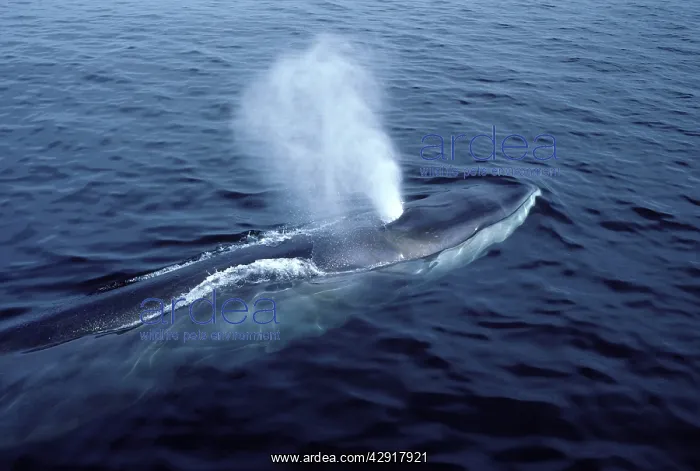 : FIN WHALE - blowing : FIN WHALE - blowing