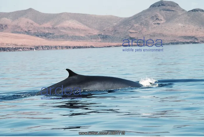 : Fin WHALE - back breaking surface of water : Fin WHALE - back breaking surface of water