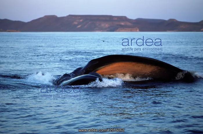 : Fin whale - Feeding on a school of sardine larvae : Fin whale - Feeding on a school of sardine larvae