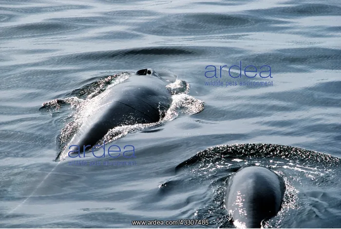 : FIN WHALE - Mother & calf : FIN WHALE - Mother & calf