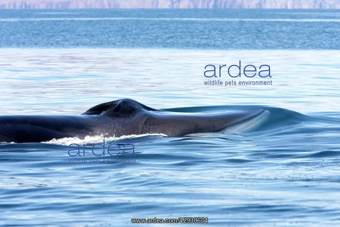 : Fin Whale - note characteristic white color of : Fin Whale - note characteristic white color of