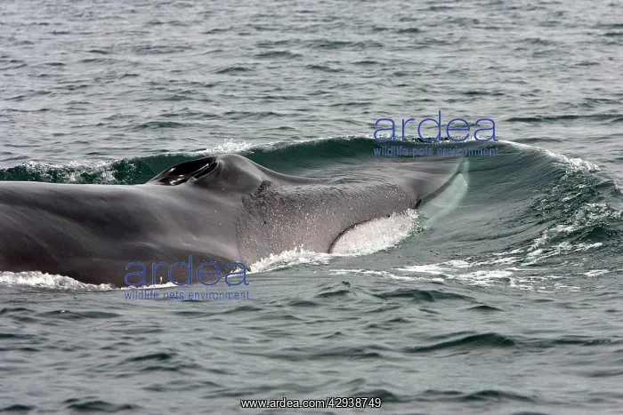: Fin whale - Note characteristic white color of : Fin whale - Note characteristic white color of