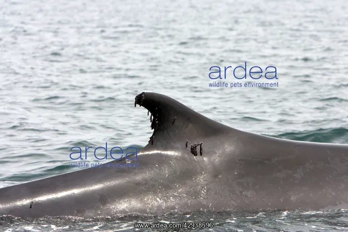 : Fin Whale - the organisms attached to the dorsal : Fin Whale - the organisms attached to the dorsal