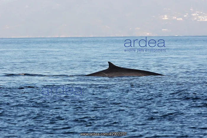 : Fin Whale in the strait of Gibraltar : Fin Whale in the strait of Gibraltar