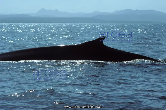 : Fin whale - at surface : Fin whale - at surface