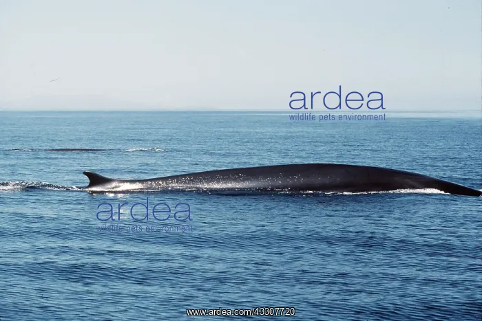 : FIN WHALE - on surface of water : FIN WHALE - on surface of water