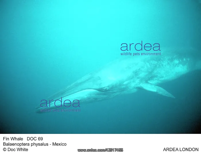 : Fin Whale - underwater : Fin Whale - underwater