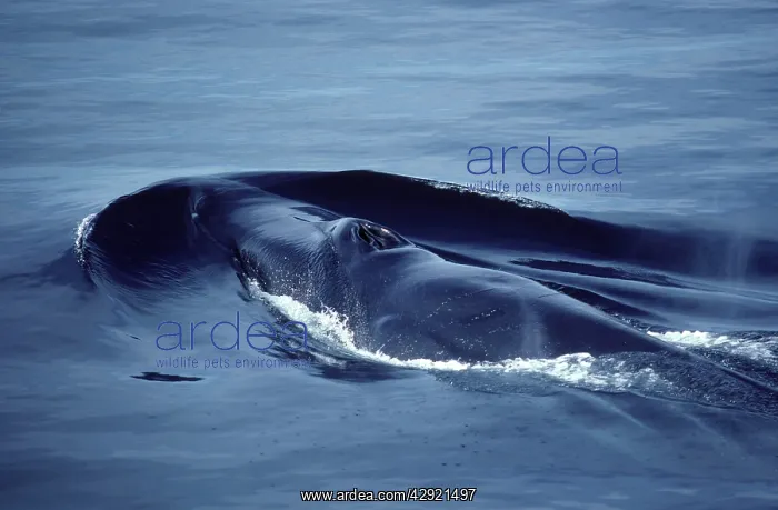 : Fin Whale at water surface : Fin Whale at water surface