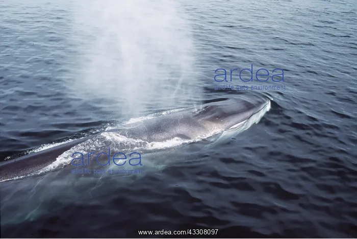 : FIN WHALE - on water surface, blowing : FIN WHALE - on water surface, blowing