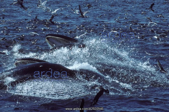 : Fin whale - Two whales feeding on a school of herring : Fin whale - Two whales feeding on a school of herring