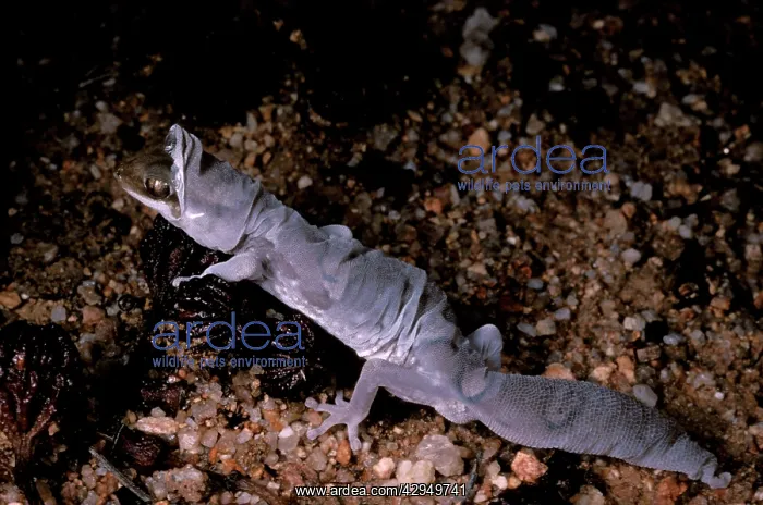 : Fine-faced / Beautiful gecko - shedding skin : Fine-faced / Beautiful gecko - shedding skin