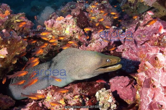 : Fine spotted moray, Gymnothorax dovi, Malpelo Island, Nation : Fine spotted moray, Gymnothorax dovi, Malpelo Island, Nation