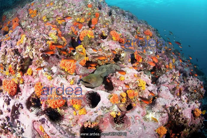 : Fine spotted moray, Gymnothorax dovi, Malpelo Island, Nation : Fine spotted moray, Gymnothorax dovi, Malpelo Island, Nation