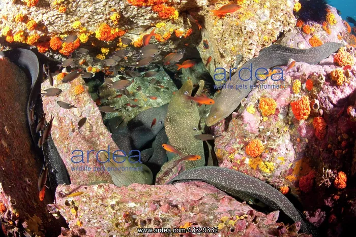 : Fine spotted moray, Gymnothorax dovi together in a den, Malp : Fine spotted moray, Gymnothorax dovi together in a den, Malp