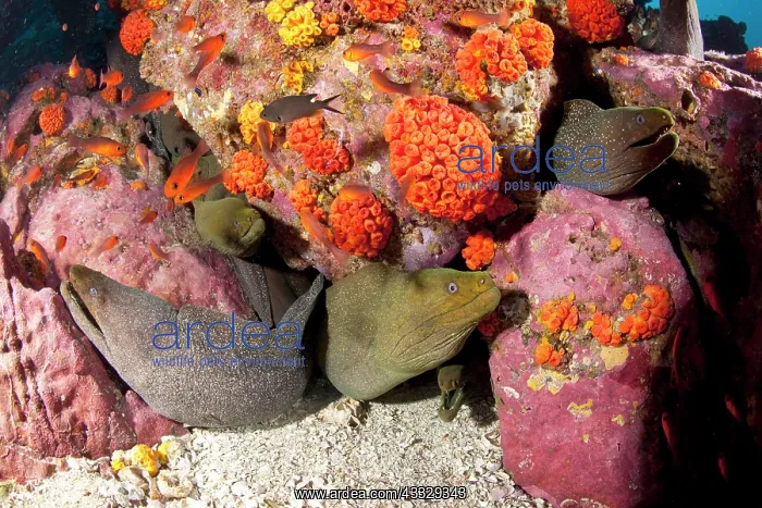  : Fine spotted moray, Gymnothorax dovi together in a den, Malp