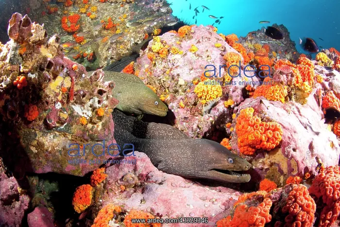: Fine spotted moray, Gymnothorax dovi together in a den, Malp : Fine spotted moray, Gymnothorax dovi together in a den, Malp