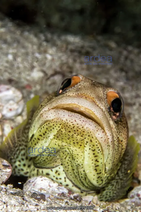 : Finespotted Jawfish : Finespotted Jawfish