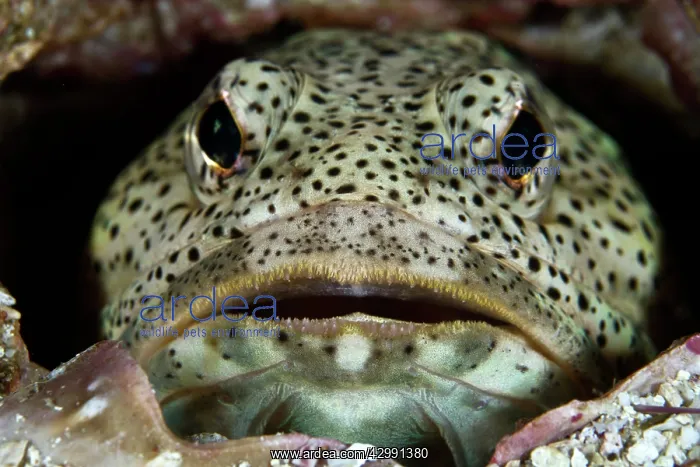 : Finespotted Jawfish : Finespotted Jawfish