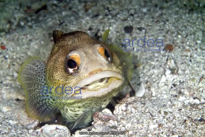 : Finespotted Jawfish : Finespotted Jawfish