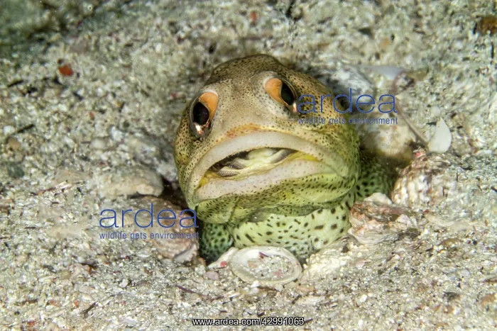 : Finespotted Jawfish - eating Scallop : Finespotted Jawfish - eating Scallop