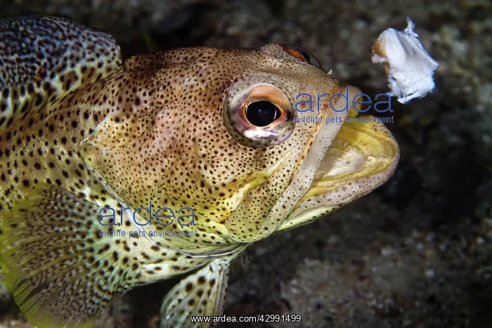 : Finespotted Jawfish - eating Scallop : Finespotted Jawfish - eating Scallop