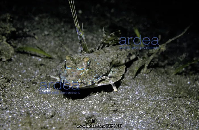 : Fingered Dragonet - Male : Fingered Dragonet - Male