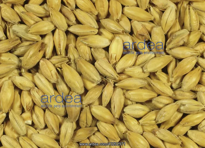 : Finished Barley malt : Finished Barley malt