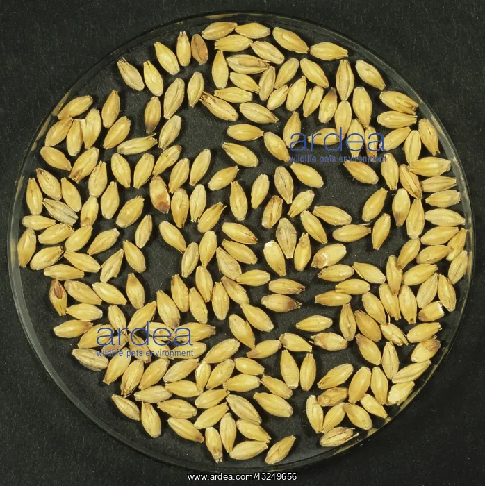 : Finished malted barley : Finished malted barley