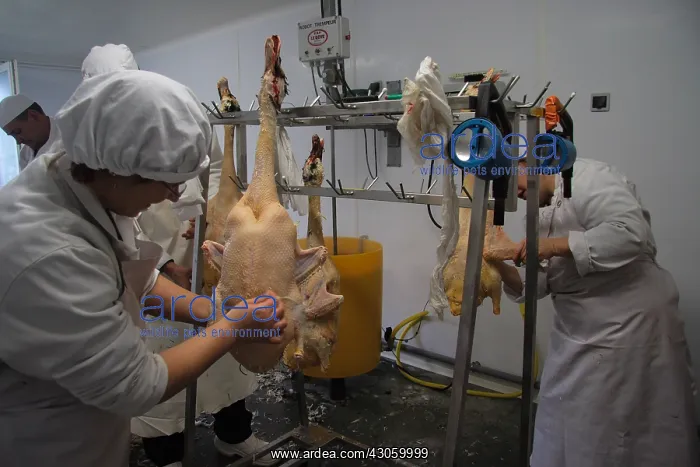 : Finishing the plumage of ducks : Finishing the plumage of ducks