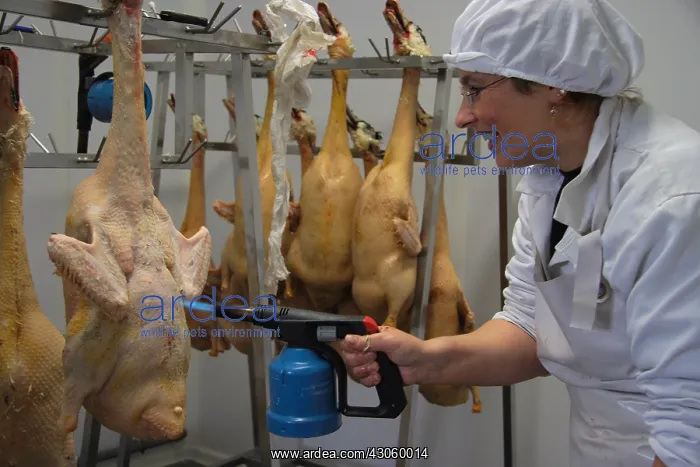 : Finishing the plumage of ducks : Finishing the plumage of ducks