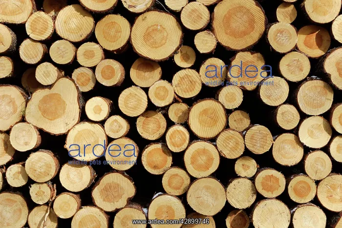 : Finland - cut ends of tree trunks : Finland - cut ends of tree trunks