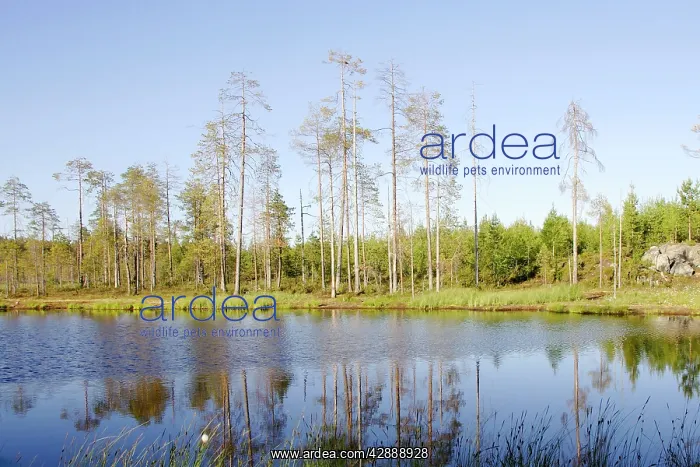  : Finland - Forest