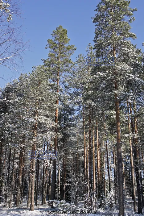  : Finland - forest