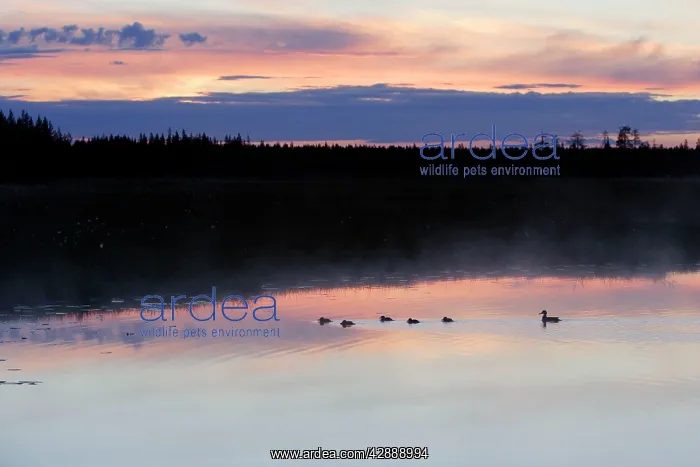 : Finland - Forest & lake : Finland - Forest & lake