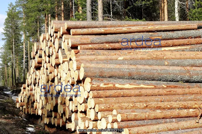 : Finland - forest with pile of cut tree trunks : Finland - forest with pile of cut tree trunks