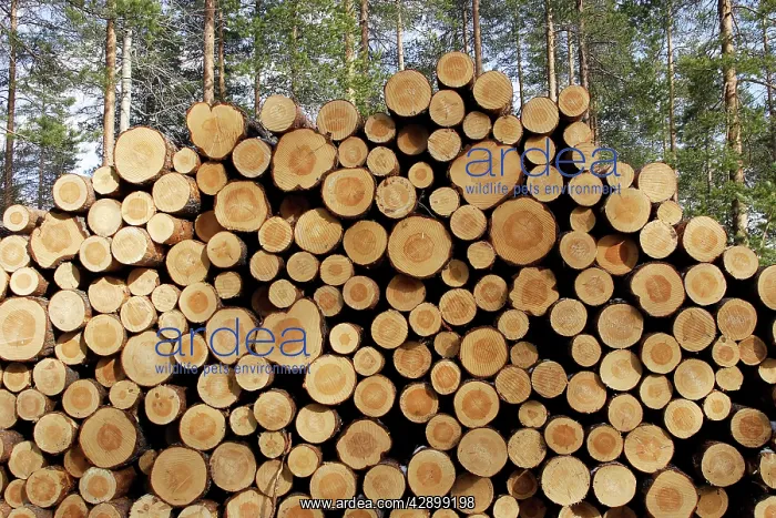 : Finland - forest with pile of cut tree trunks : Finland - forest with pile of cut tree trunks