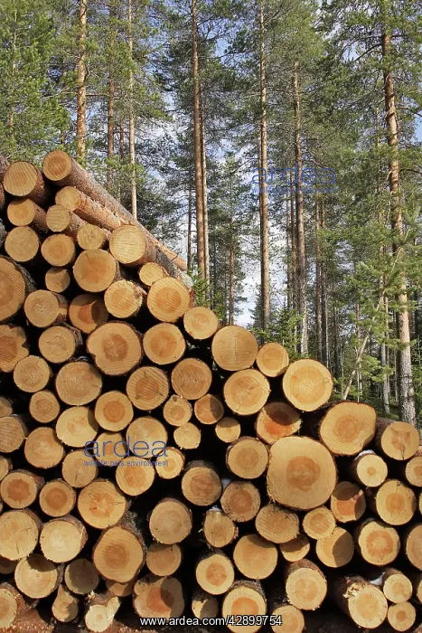 : Finland - forest with pile of cut tree trunks : Finland - forest with pile of cut tree trunks