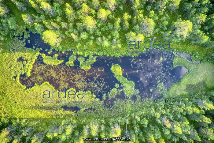 : Finland, Lapland. Aerial view of a marsh in a forest : Finland, Lapland. Aerial view of a marsh in a forest