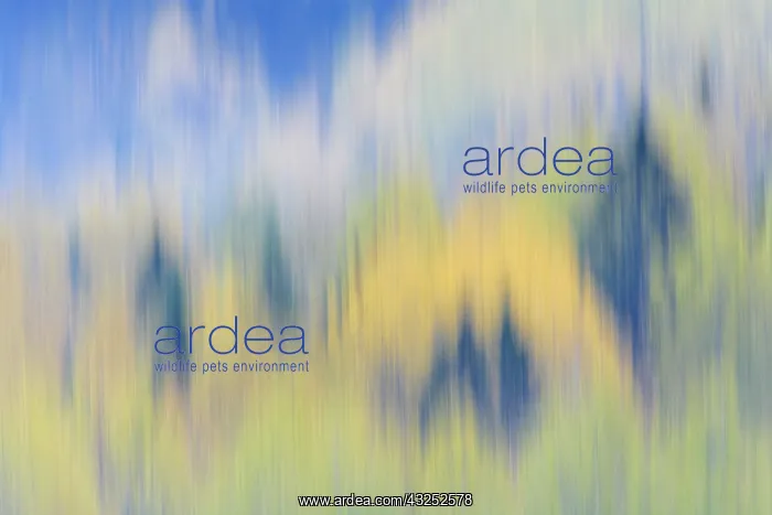 : Finland, Nuuksio National Park. Abstract : Finland, Nuuksio National Park. Abstract