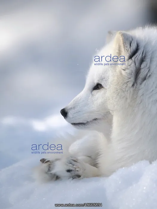 : Finland, Ranua Wildlife Park. Dhole, Arctic fox in white : Finland, Ranua Wildlife Park. Dhole, Arctic fox in white