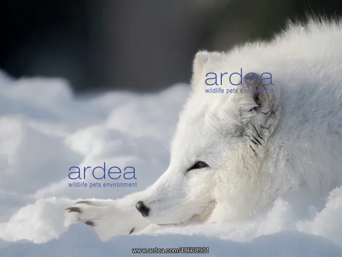 : Finland, Ranua Wildlife Park. Dhole, Arctic fox in white : Finland, Ranua Wildlife Park. Dhole, Arctic fox in white