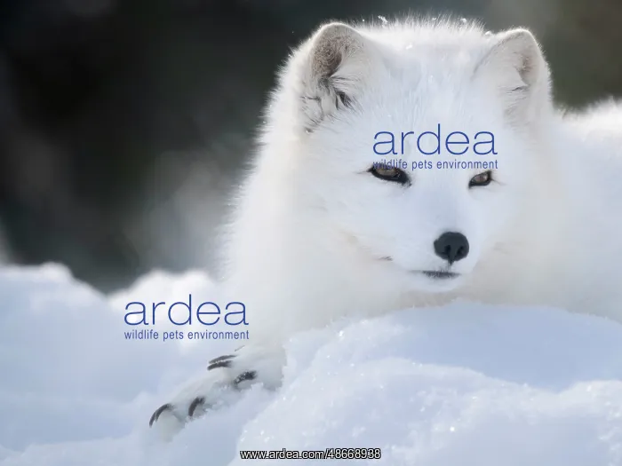 : Finland, Ranua Wildlife Park. Dhole, Arctic fox in white : Finland, Ranua Wildlife Park. Dhole, Arctic fox in white