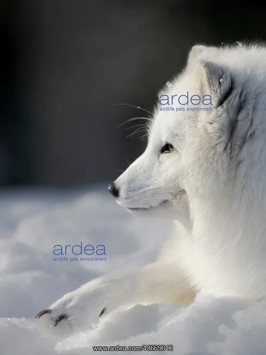 : Finland, Ranua Wildlife Park. Dhole, Arctic fox in white : Finland, Ranua Wildlife Park. Dhole, Arctic fox in white