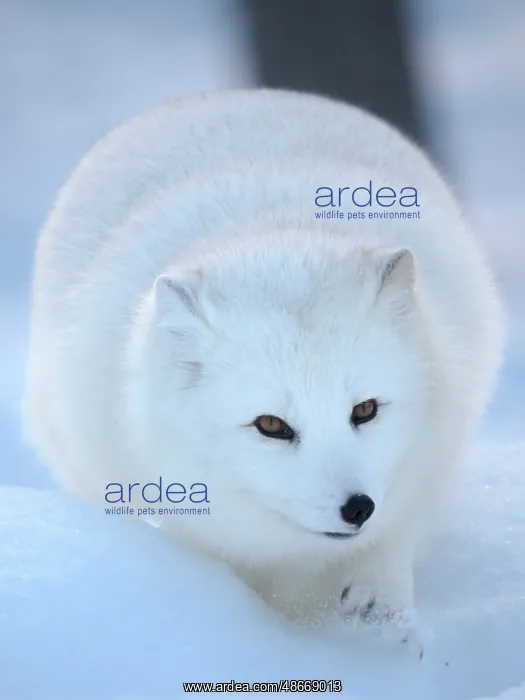 : Finland, Ranua Wildlife Park. Dhole, Arctic fox in white : Finland, Ranua Wildlife Park. Dhole, Arctic fox in white