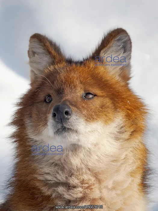 : Finland, Ranua Wildlife Park. Dhole, Asian wild dog during : Finland, Ranua Wildlife Park. Dhole, Asian wild dog during