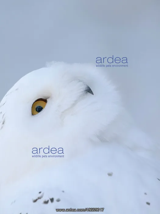 : Finland, Ranua Wildlife Park. Snowy owl during winter : Finland, Ranua Wildlife Park. Snowy owl during winter
