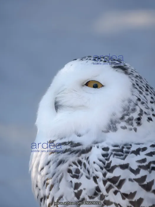 : Finland, Ranua Wildlife Park. Snowy owl during winter : Finland, Ranua Wildlife Park. Snowy owl during winter